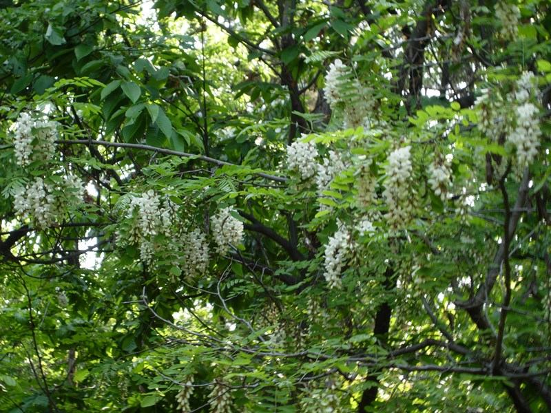 DSCN0051.JPG