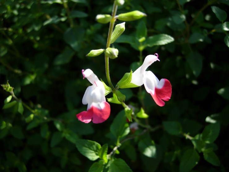 DSCN0115.JPG