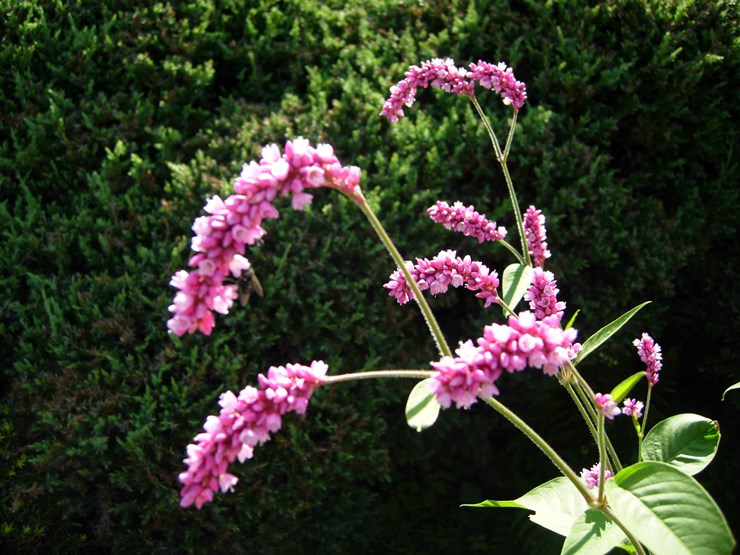 DSCN0140.JPG