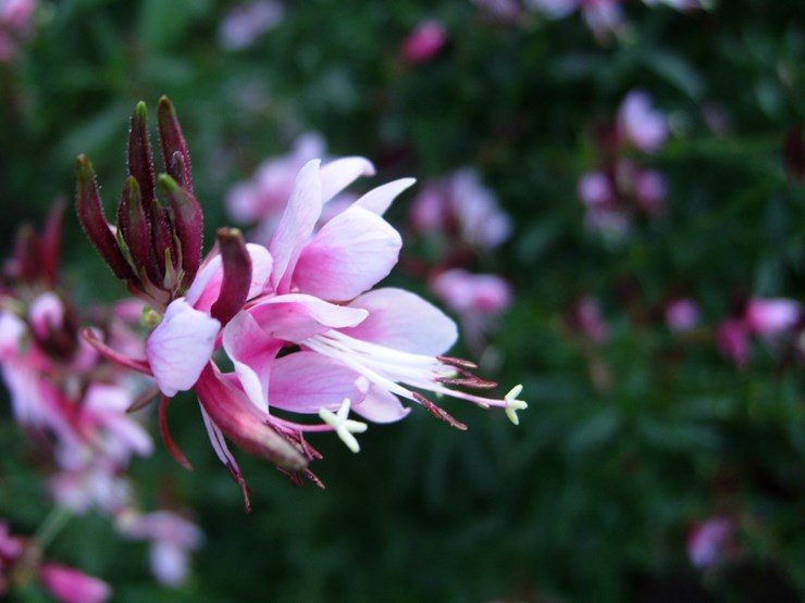 DSCN0144.JPG