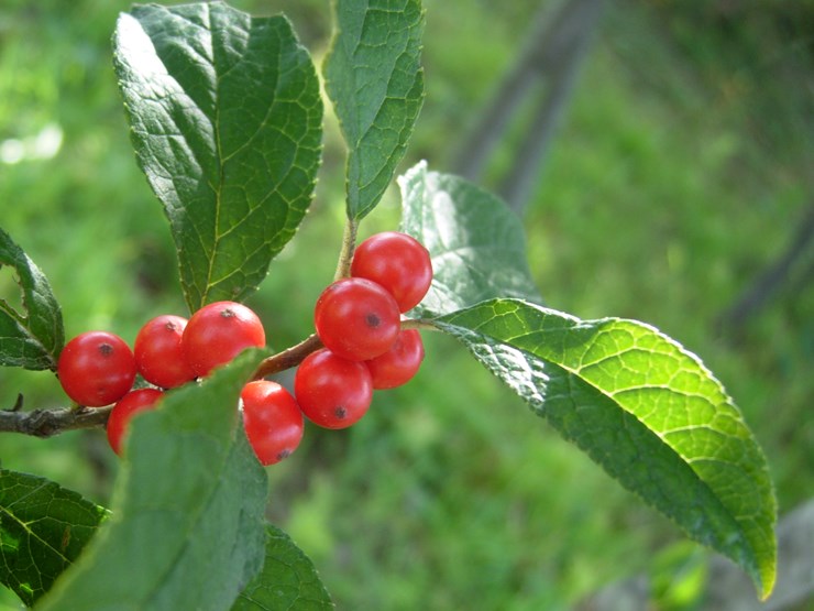 DSCN0184.JPG